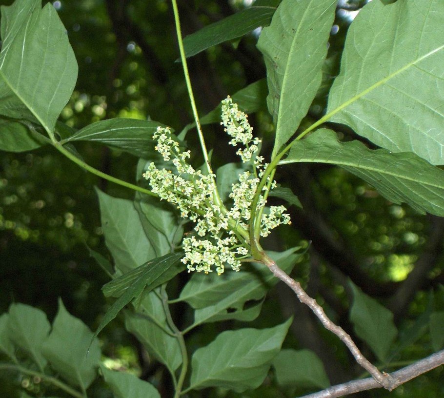 Токсидендрон радиканс