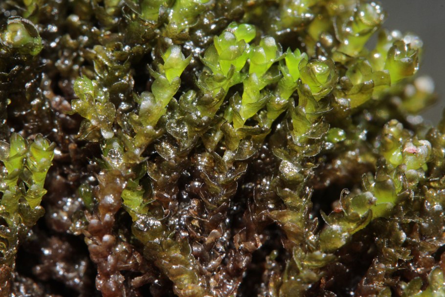 Палюделла оттопыренная