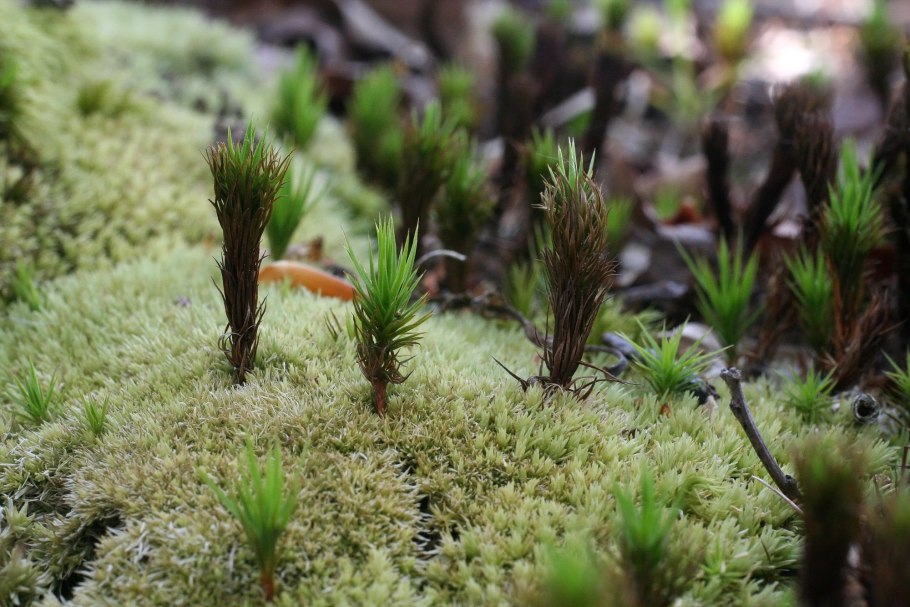Polytrichum juniperinum