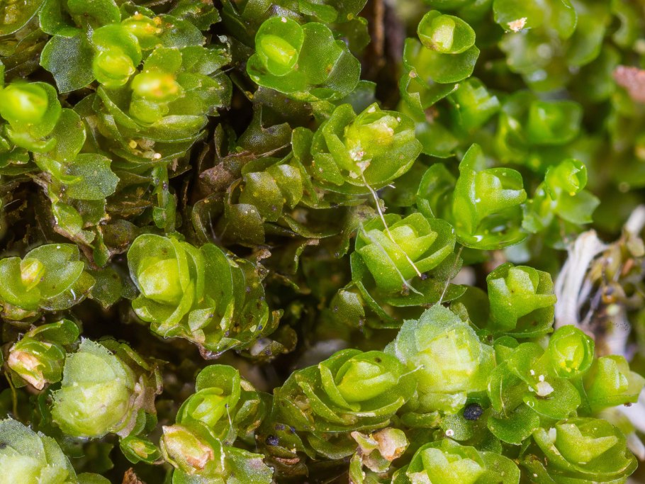 Марсупелла изменчивая