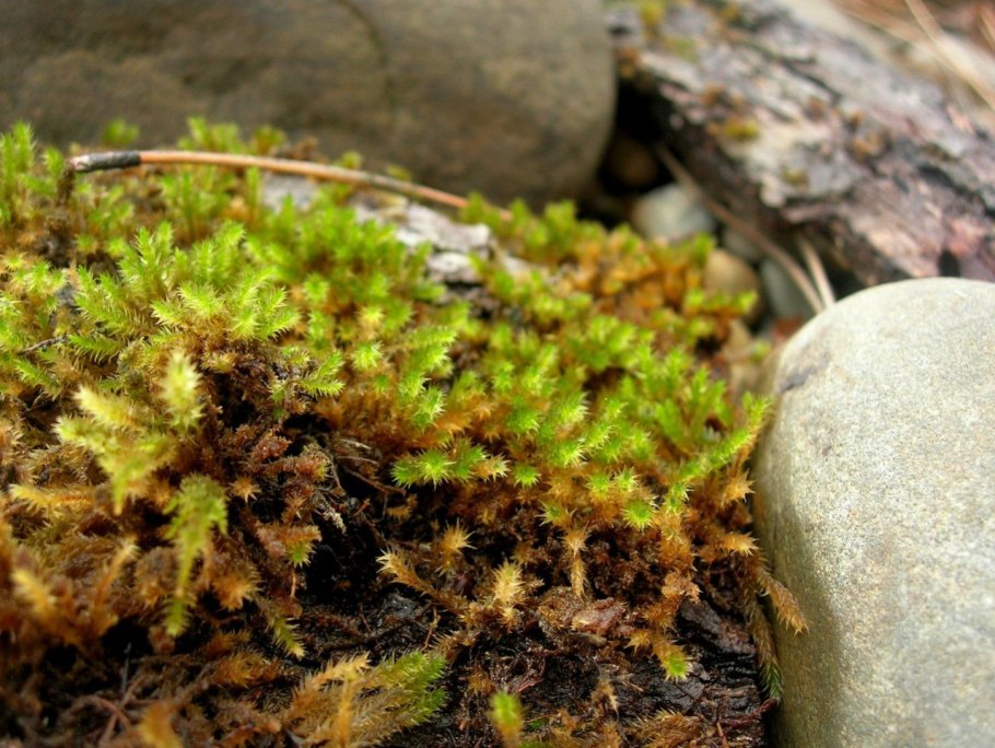 Мох который растет на асфальте