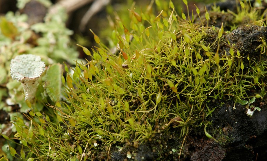 Сфагнум онгстрёма