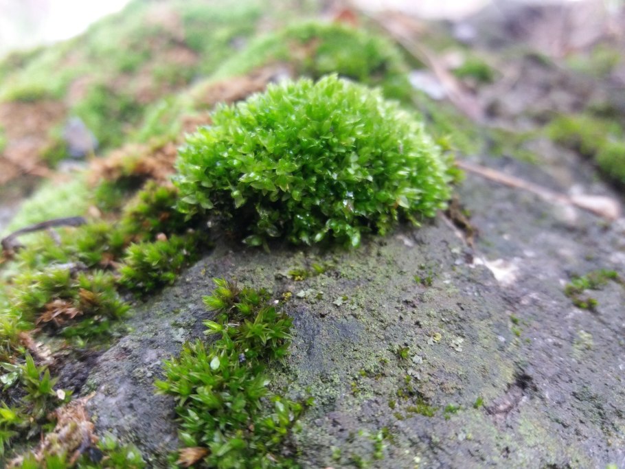 Сфагнум мох