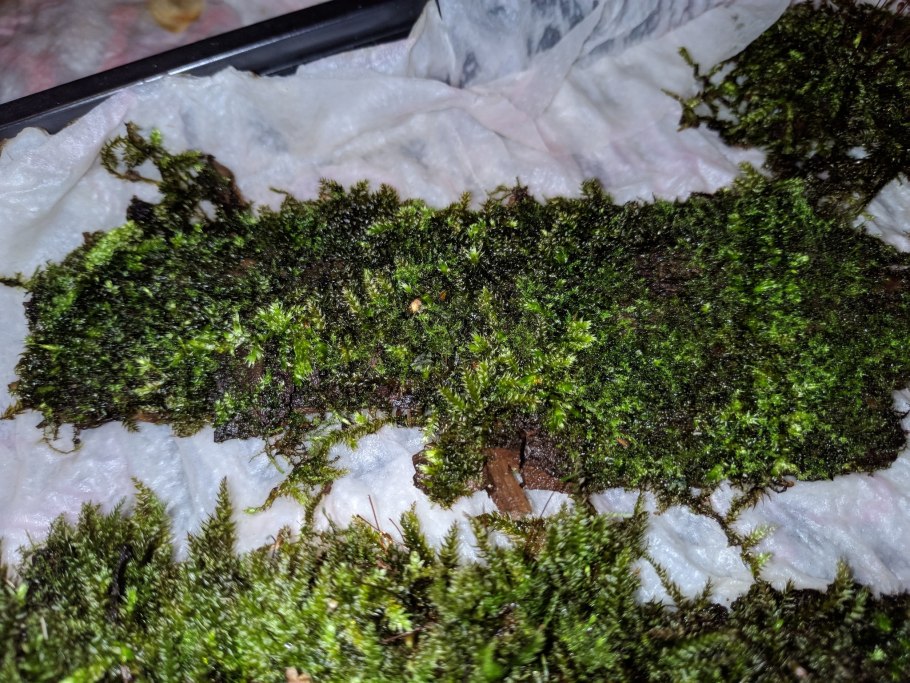 Необычные мхи