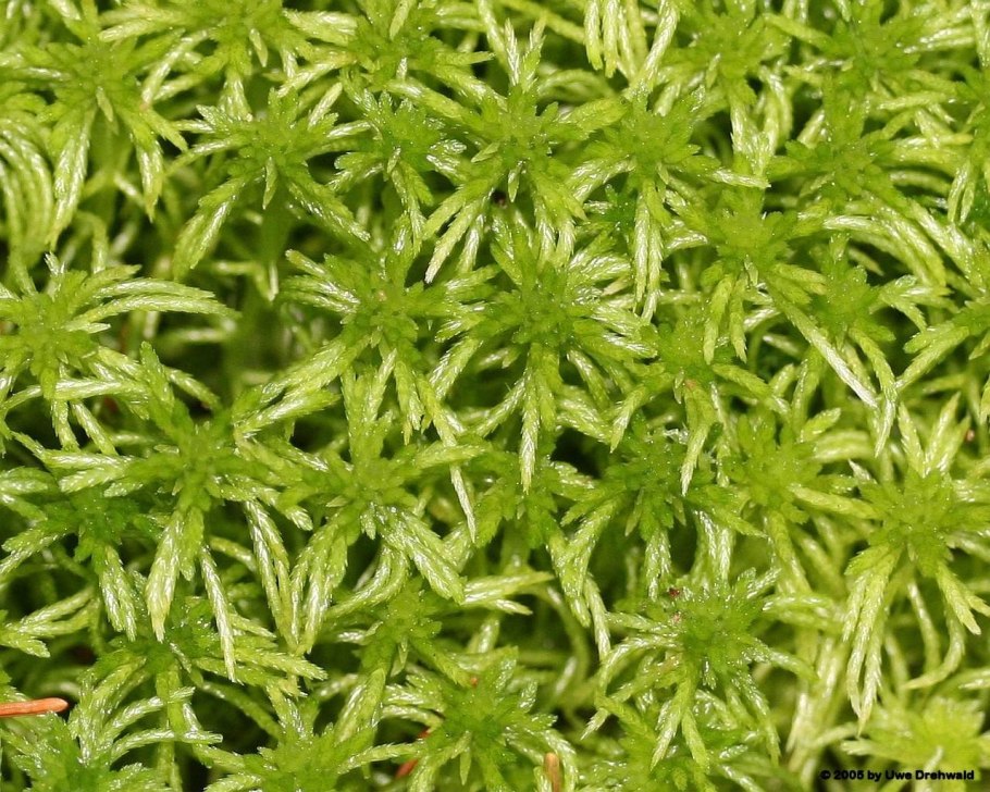 Сфагнум гиргензона