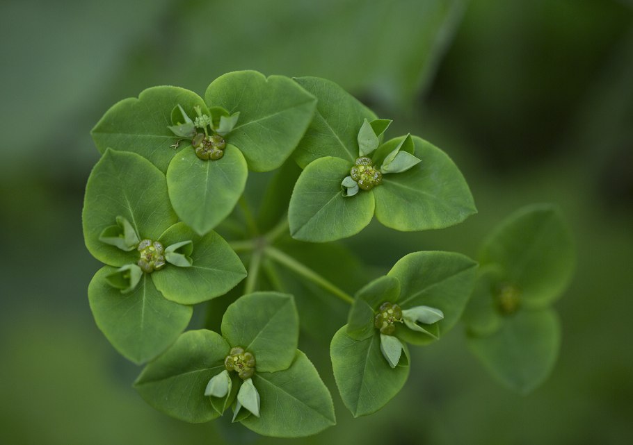 Молочай солнцегляд растение