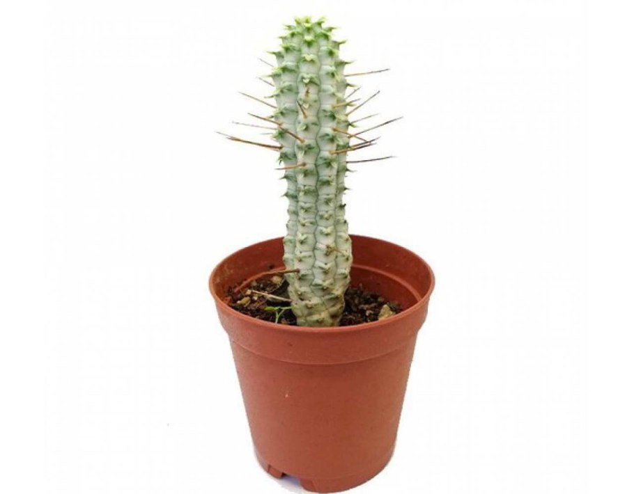 Молочай сосочковый euphorbia mammillaris