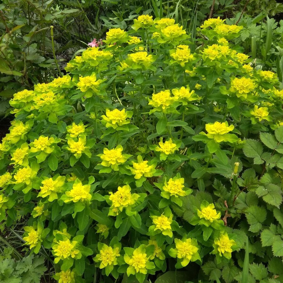 Молочай садовый многоцветковый