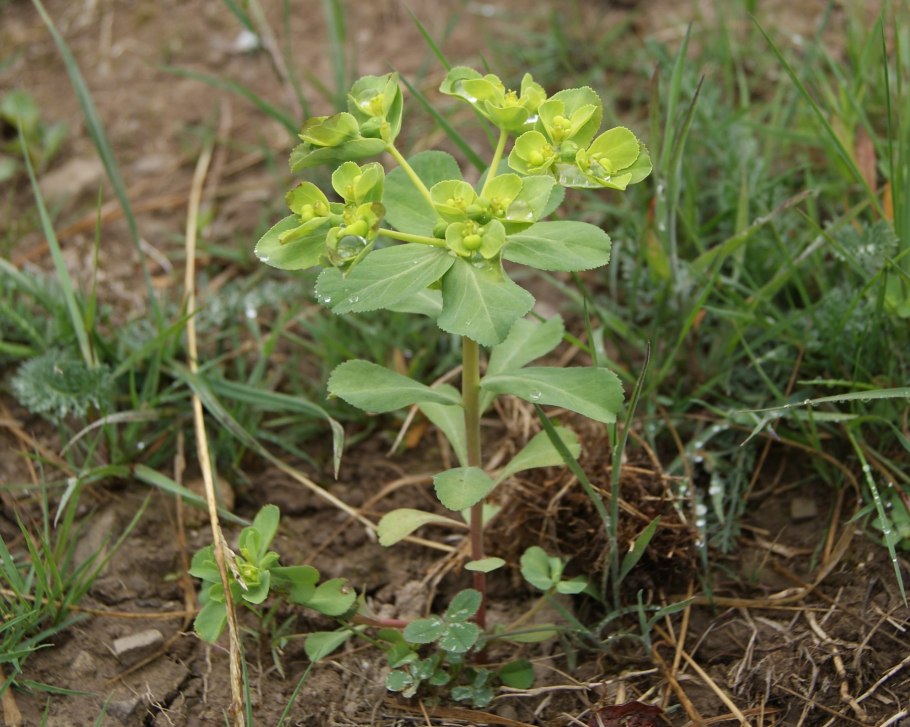 Молочай кипарисовый (Euphorbia cyparissias)