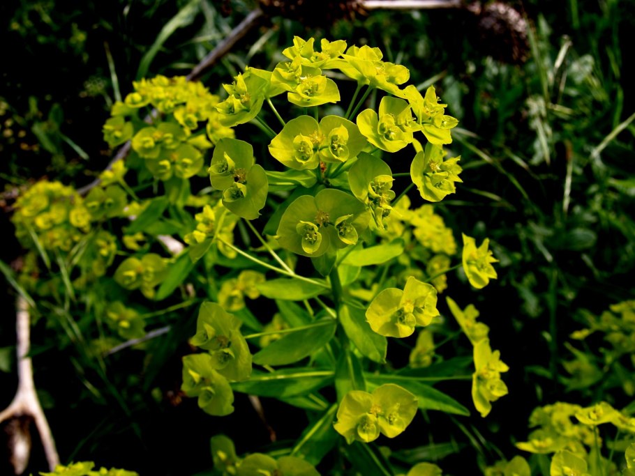 Молочай кипарисовый euphorbia cyparissias
