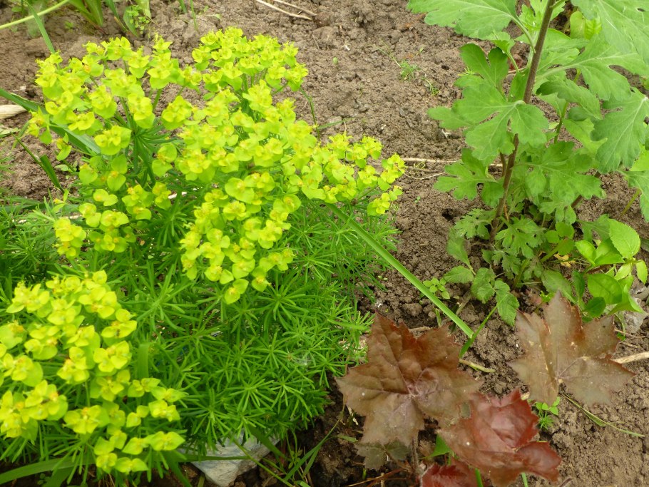 Молочай садовый многолетний