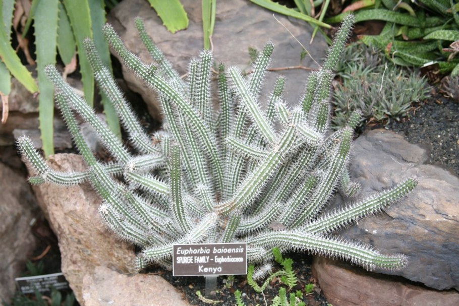 Молочай кипарисовый и многоцветковый