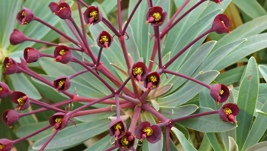 Молочай канарский euphorbia canariensis