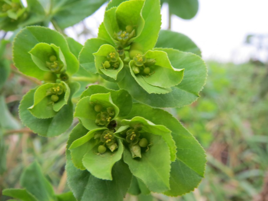 Euphorbia helioscopia молочай солнцегляд