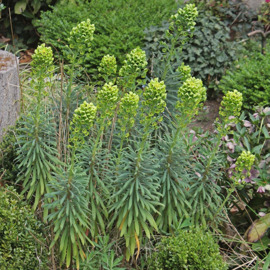 Euphorbia characias