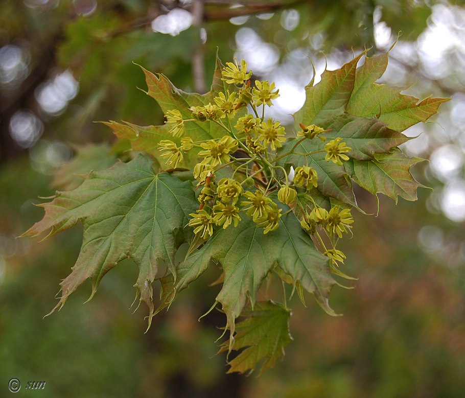 Клен остролистный acer platanoides