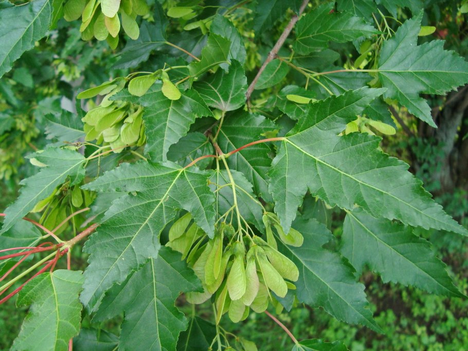 Клен бородатый Acer barbinerve