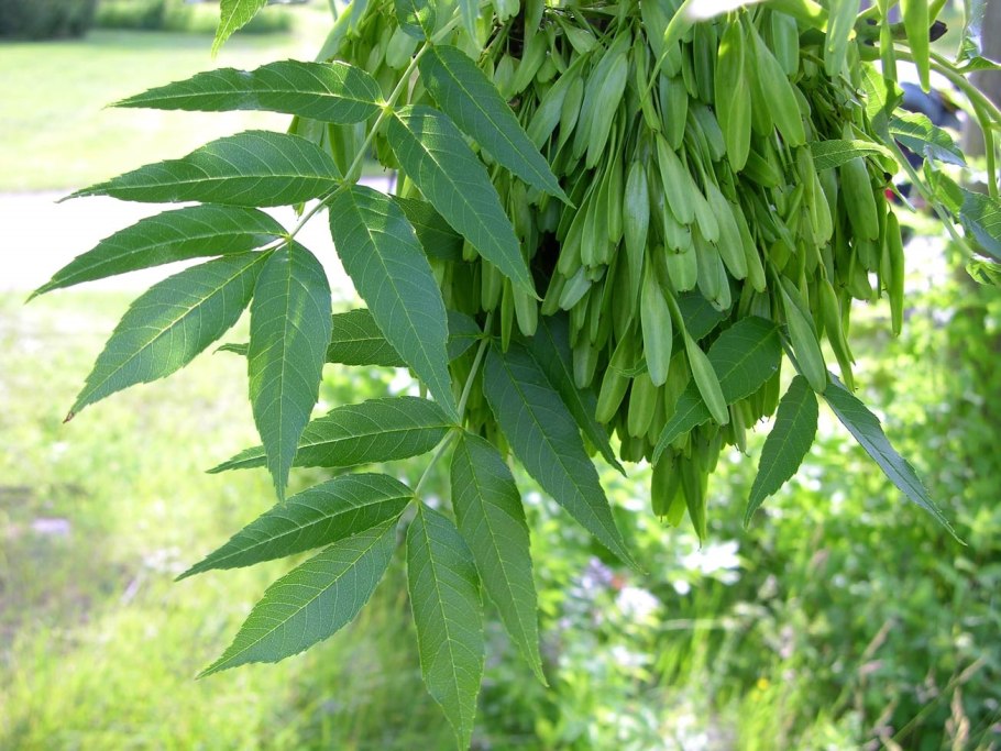 Ясень обыкновенный fraxinus excelsior
