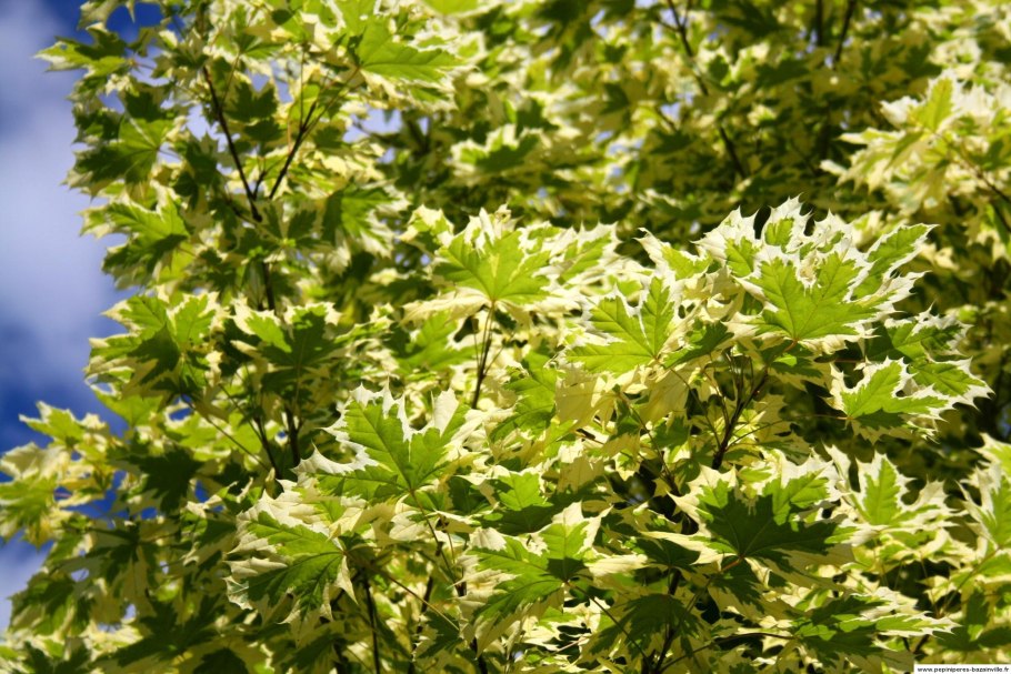 Клен остролистный друммонда