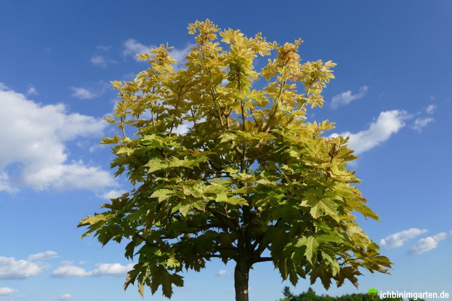 Acer platanoides princeton gold