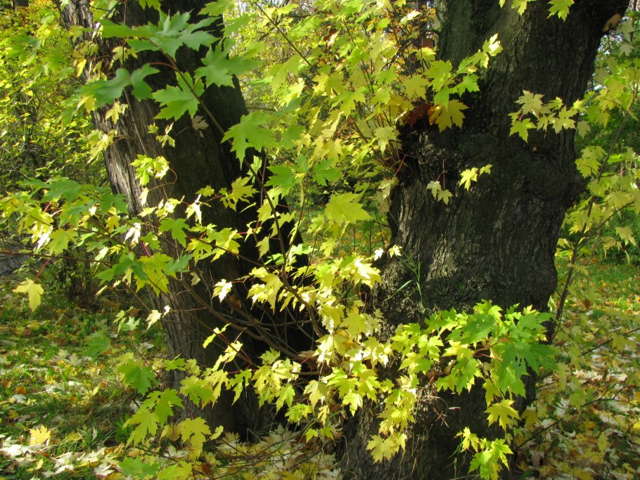 Acer carpinifolium