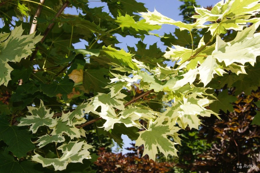 Клен остролистный друммонди