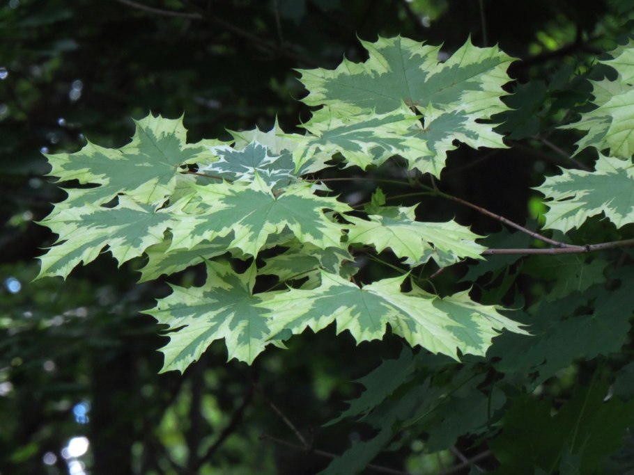 Клен остролистный друмонди