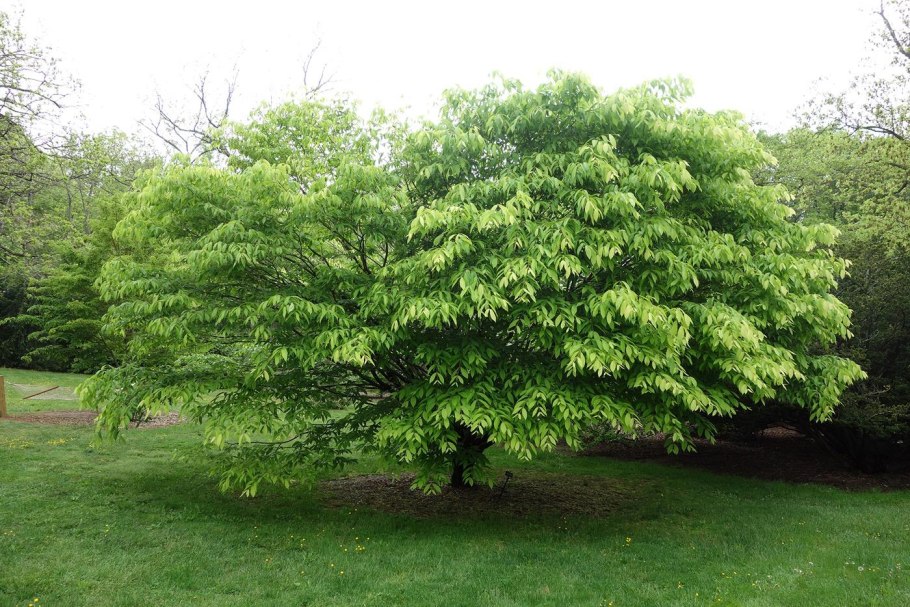 Клен граболистный