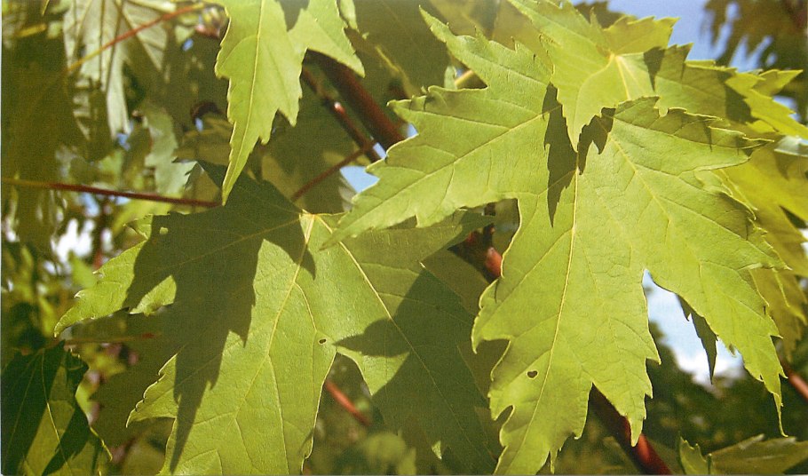 Клен серебристый лациниатум виери