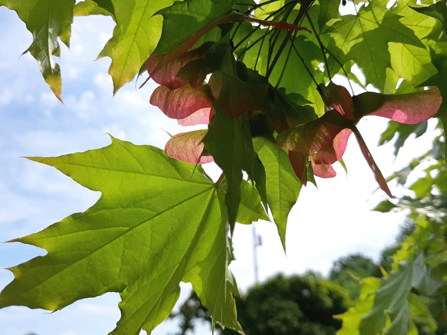 Клен остролистный дерево