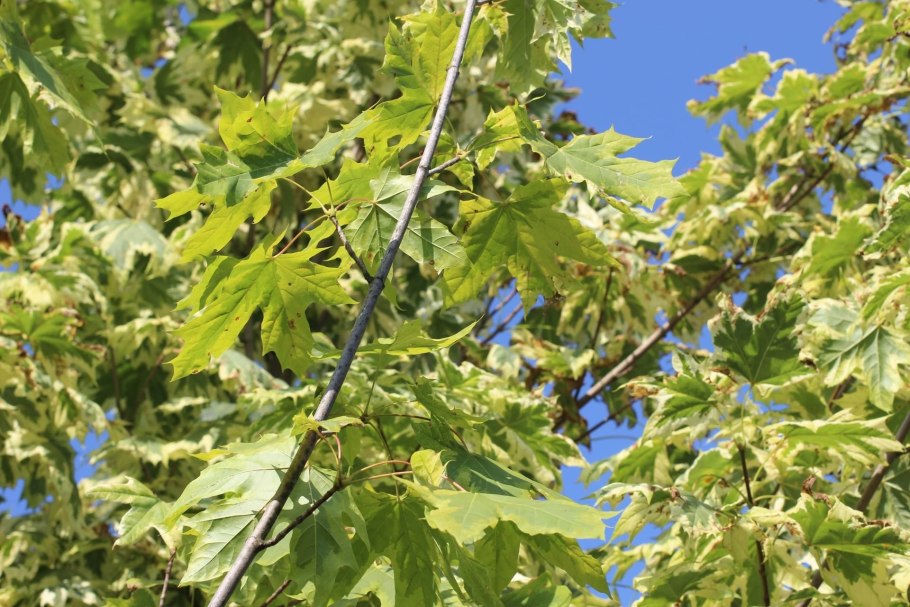 Клен друммонди