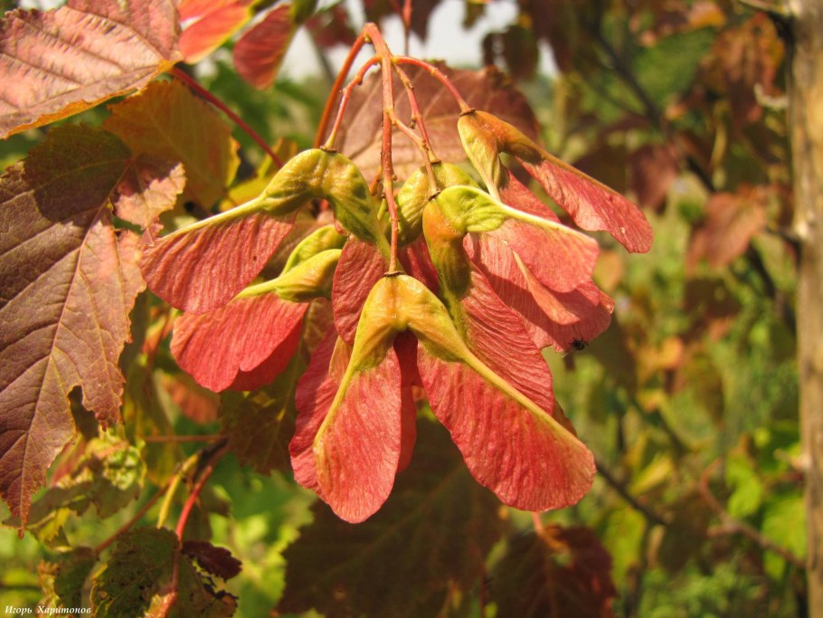 Клен гиннала крылатки