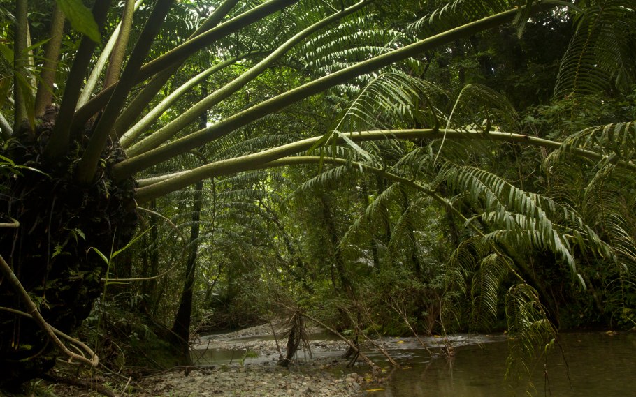 Мараттиевые папоротники