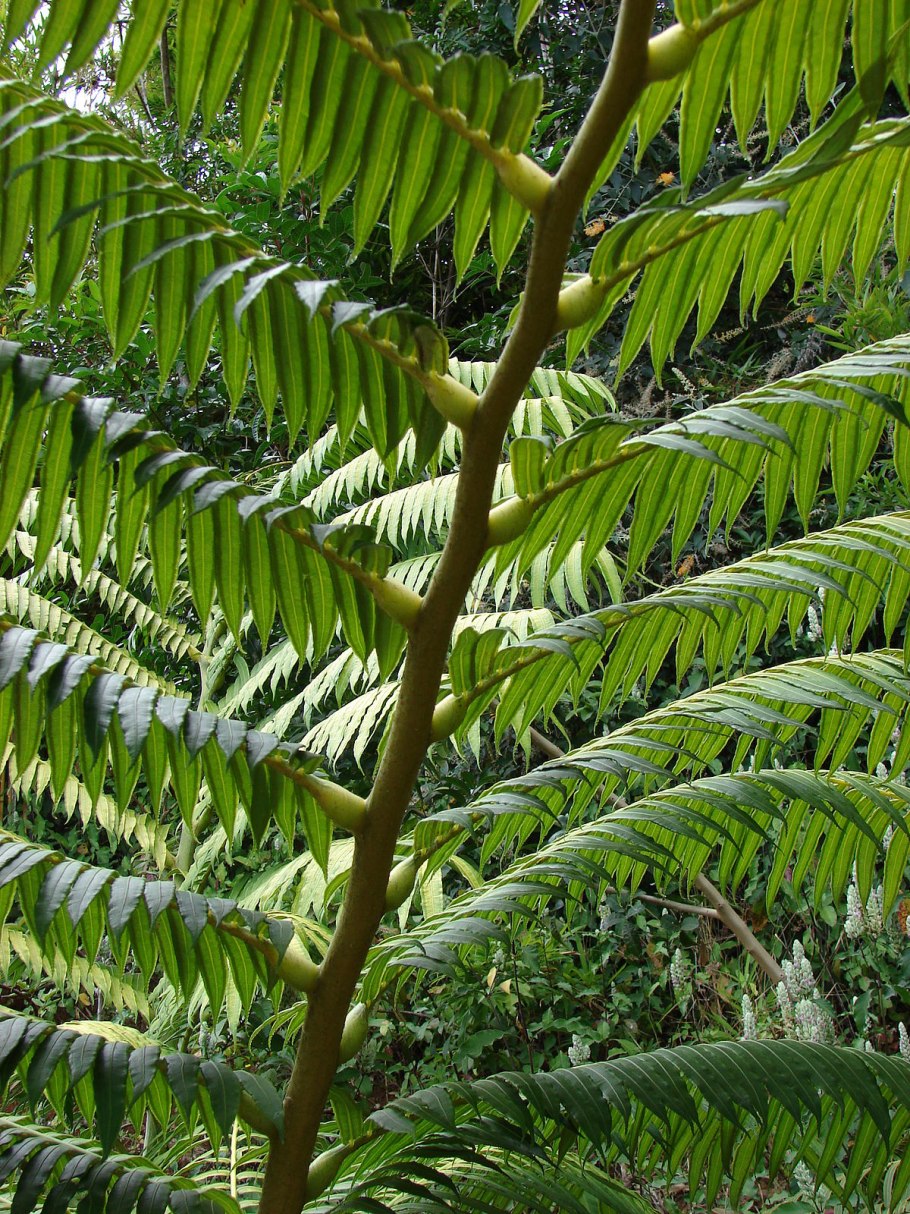 Мараттия папоротник