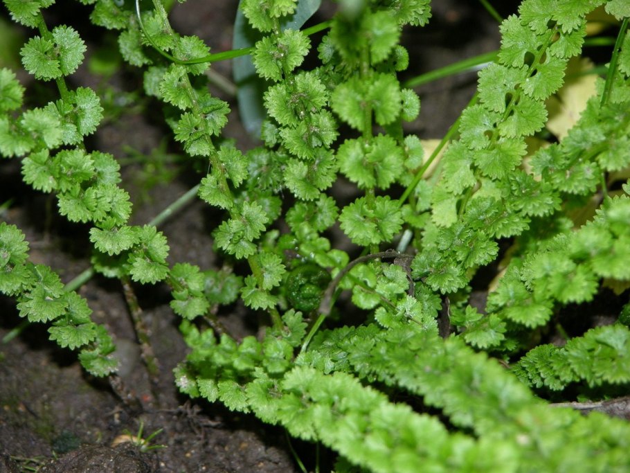 Чистоуст Клайтонов