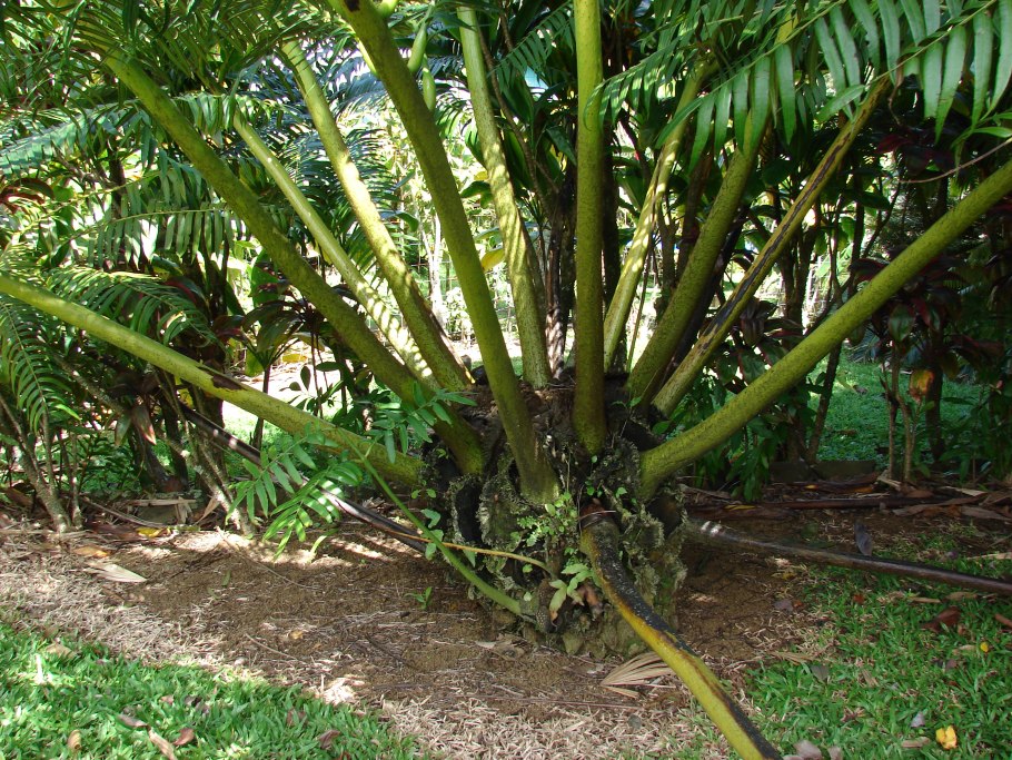 Папоротник Осмунда Королевская