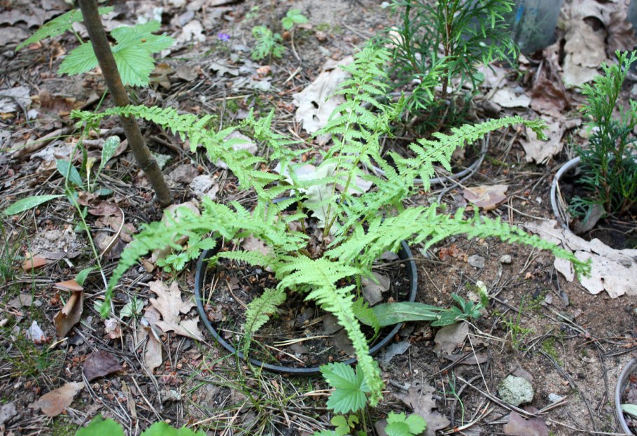 Тиллы ботаника