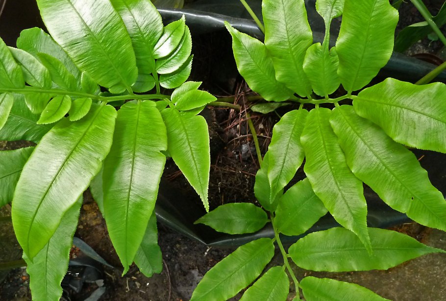 Macrothelypteris torresiana