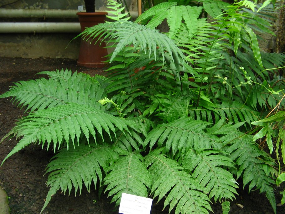 Строение Danaea