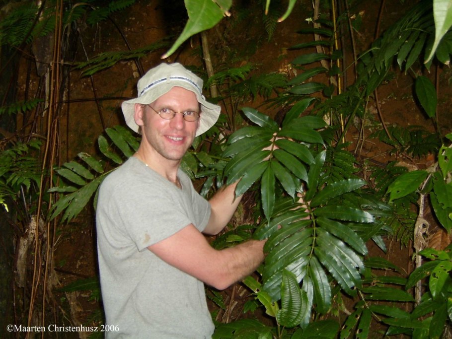 Amydrium zippelianum