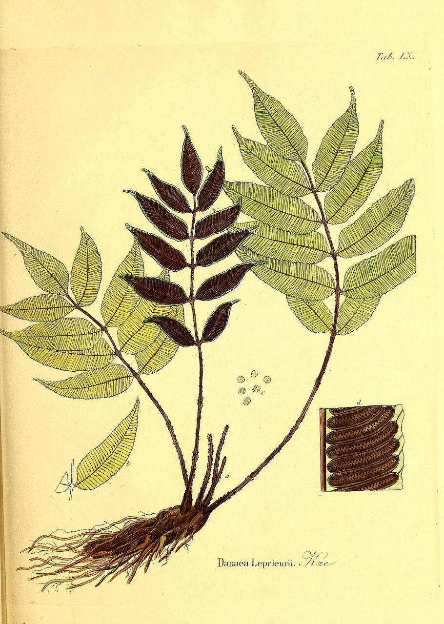 Рябина обыкновенная гербарий