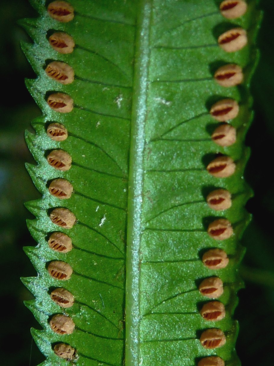 Macrothelypteris torresiana