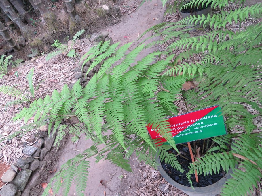 Danaea папоротник