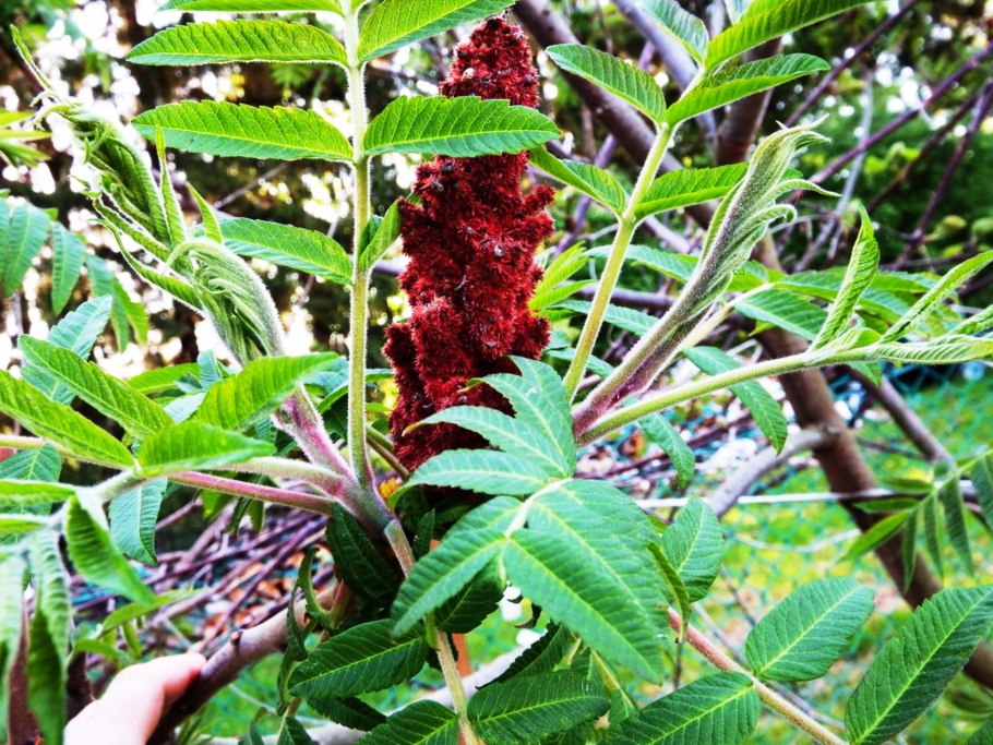 Взятие материала на феномен папоротника