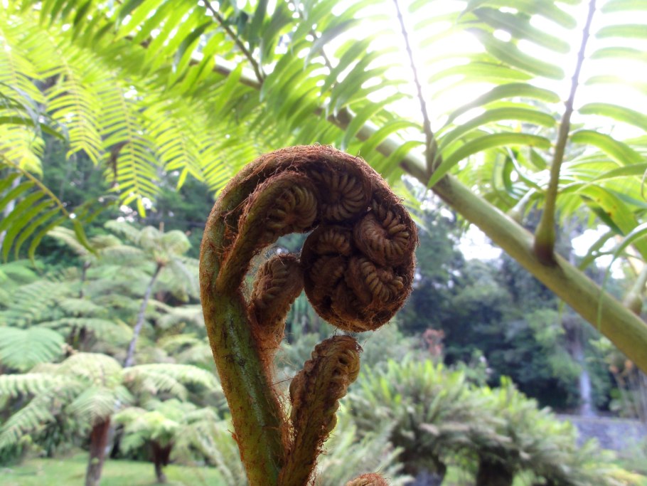 Ангиоптерис папоротник