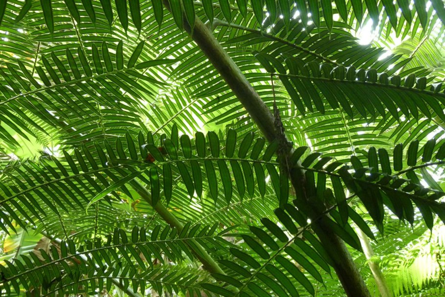 Марратиевые папоротники