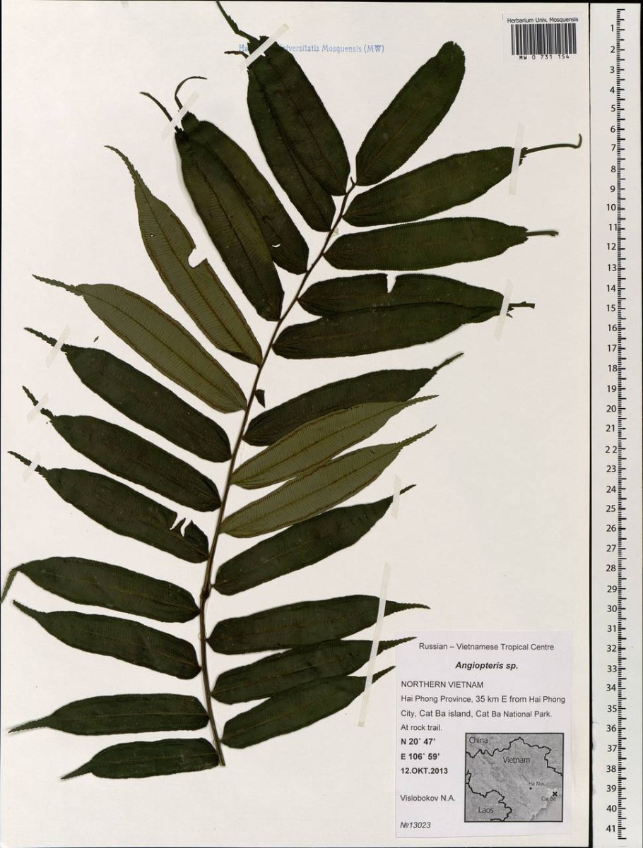Папоротник орляк в Подмосковье