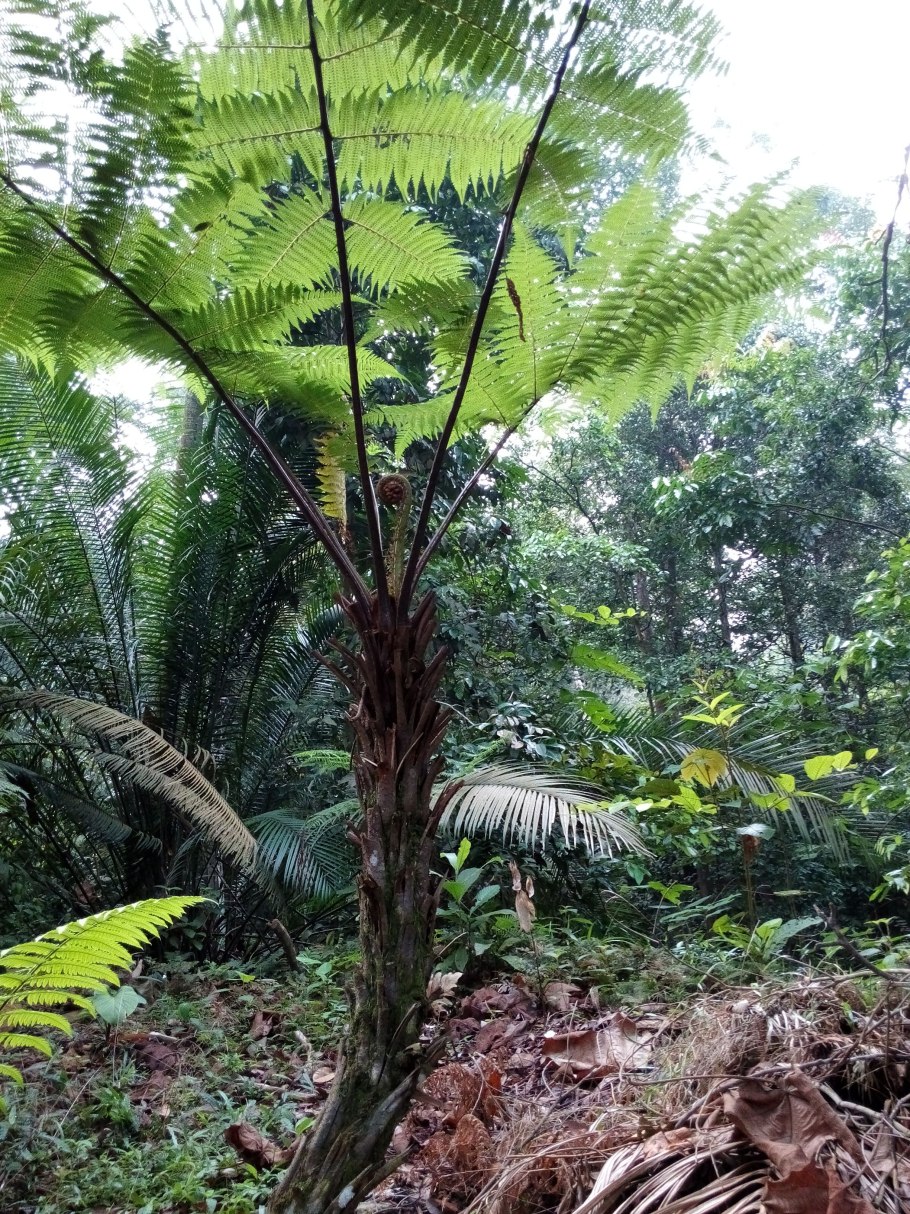 Папоротник Тодея Барбара