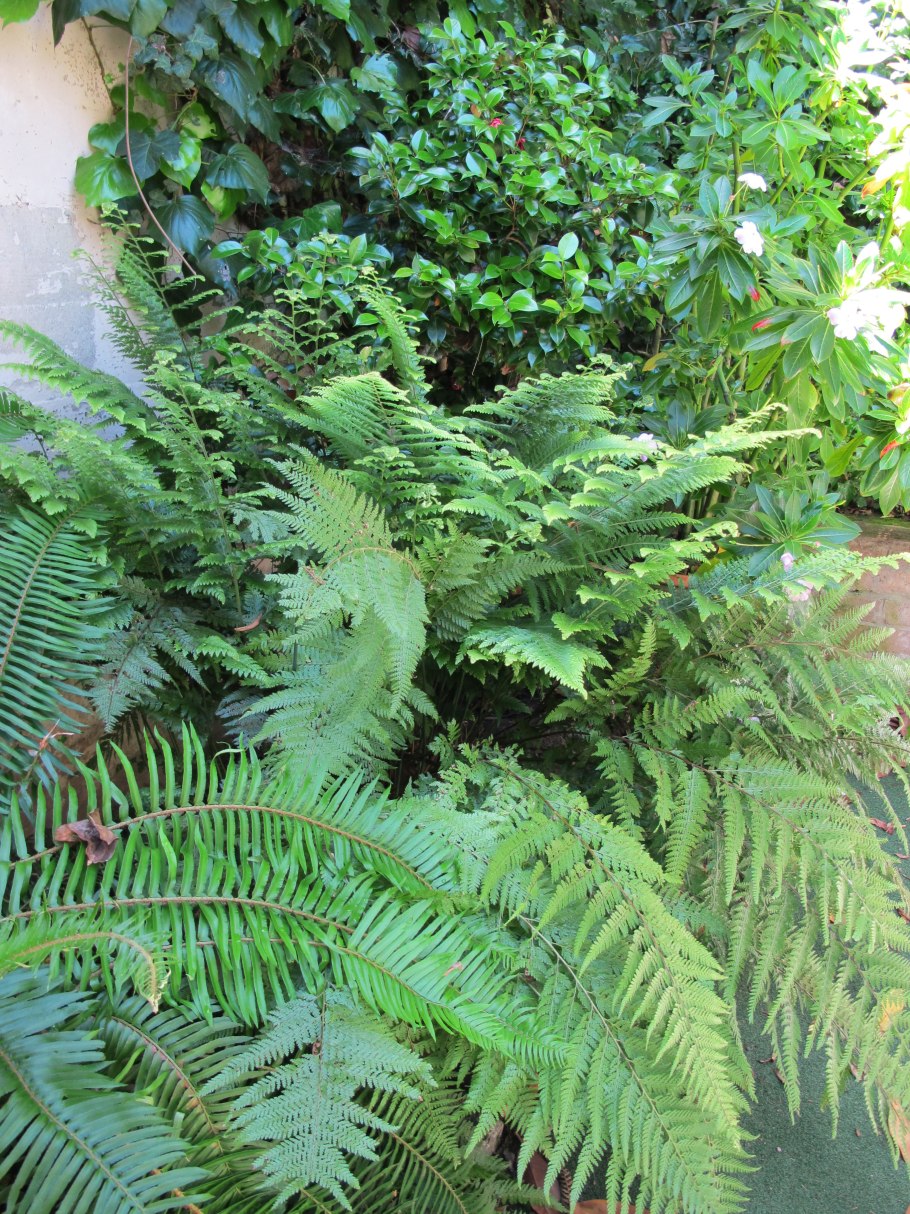 Мараттиевые папоротники