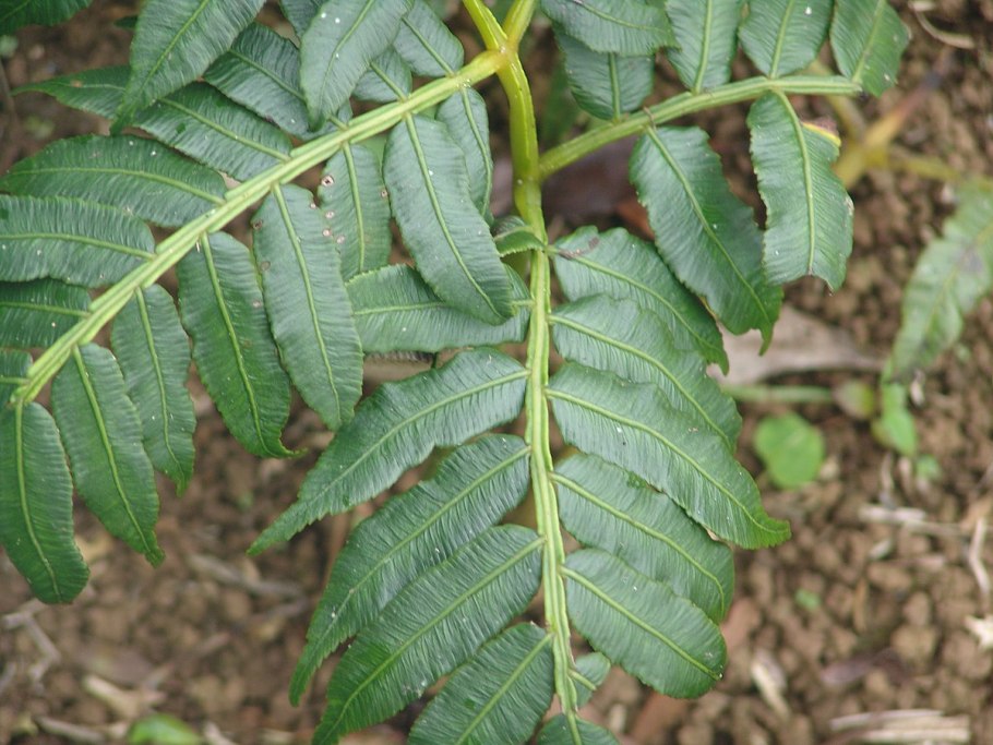 Папоротник (Polypodiophyta)